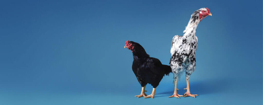 WHAT CAME FIRST; THE CHICKEN, THE EGG, OR THE POLITICAL OPPRESSION OF THE FEATHERED CLASS?